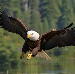 Obraz premium Bald eagle in flight searching for food