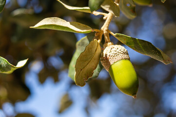 Source of Life: Green Acorn, Origin of the Iberian Pig in the Extremaduran Dehesa. © Ivanb