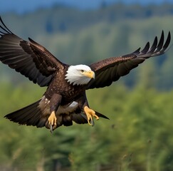 Obraz premium Bald eagle in flight searching for food