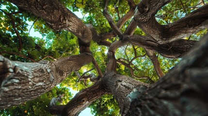 Fototapeta premium Cross-shaped tree branches forming natural frame Close-up photo with clean background