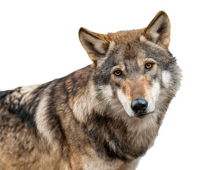 Fototapeta premium Wolf isoliert auf weißen Hintergrund, Freisteller 