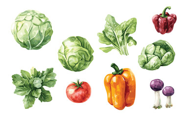 Vegetable Vector Elements, Vegetable Watercolor Illustration isolated on white background