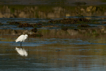 petite aigrette, Egrette garzetta