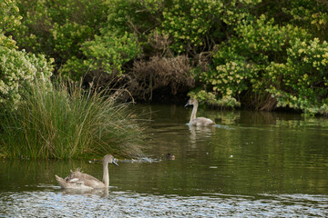 Young mute swan, Cygnus olor