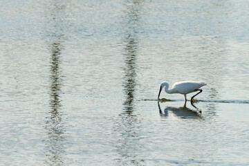 petite aigrette, Egrette garzetta