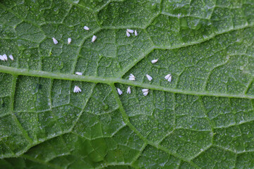 Whiteflies on the underside of pumpkin leaves in the garden. A pest that sucks plant sap and...