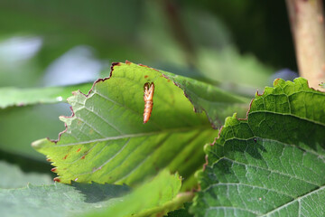 Fototapeta premium Ecdysis is the moulting fo moth, a butterfly among the leaves of cherry trees in the garden. Caterpillars, plant pests.