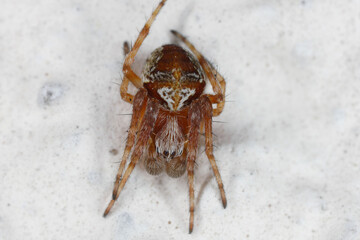 European Garden Spider, Diadem or Cross Spider, Araneus sp., Araneidae, Araneae, Arachnida on wall.