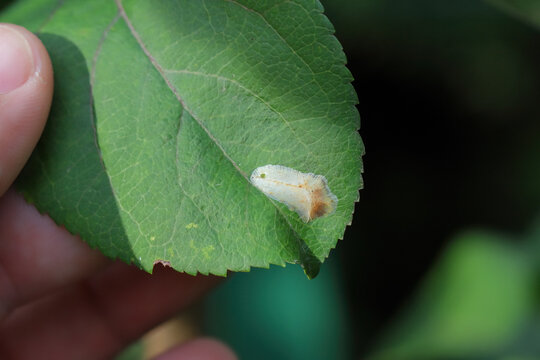 Apple leaf with caterpillar feeding place Phyllonorycter blancardella, the spotted tentiform leafminer, is a moth of the family Gracillariidae.