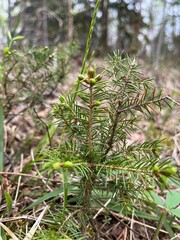 Take a look at this boreal forest closeup 