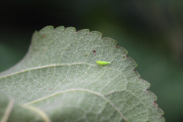 Green leafhopper, Cicadellidae, Empoasca on the underside of apple tree leaves in the garden. A...