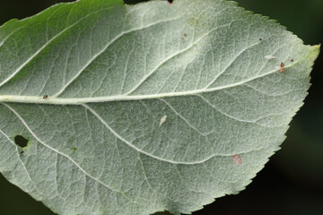 Larvae, nymphs of leafhoppers, Cicadellidae on the underside of apple tree leaves in the garden. A...