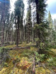 Naklejka premium Pause at this opening along a trail within the beautiful boreal forest