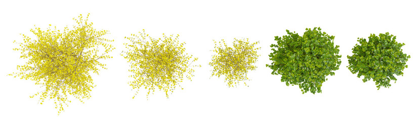 set of border forsythia trees on transparent background from the top view