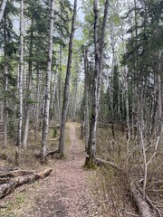Take a hike along this boreal forest trail