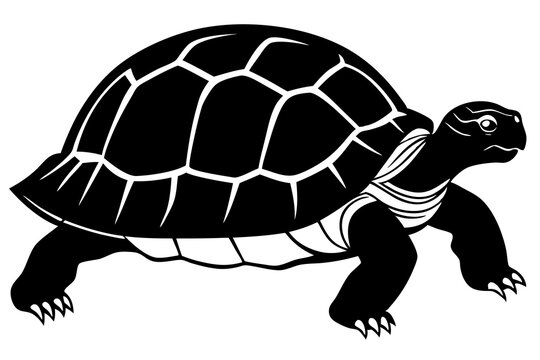 recommend clip art: tortoise icon vector line art