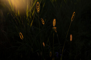 Golden hour © Malgorzata