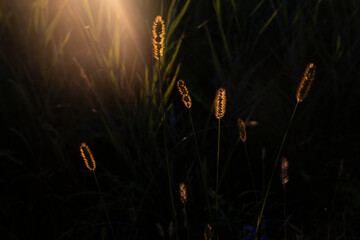 Golden hour © Malgorzata