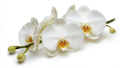 Elegant white orchid flowers isolated on white background for floral design and decor