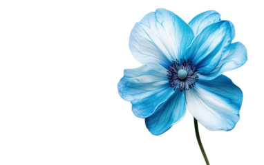 Blue flower isolated on white or transparent background