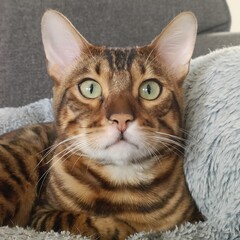 close up of a cat Bengal spotted Panther kitty 