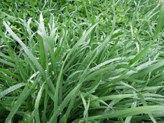 Obraz premium On the Ross grass