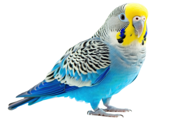 Blcak parakeet isolated on white or transparent background