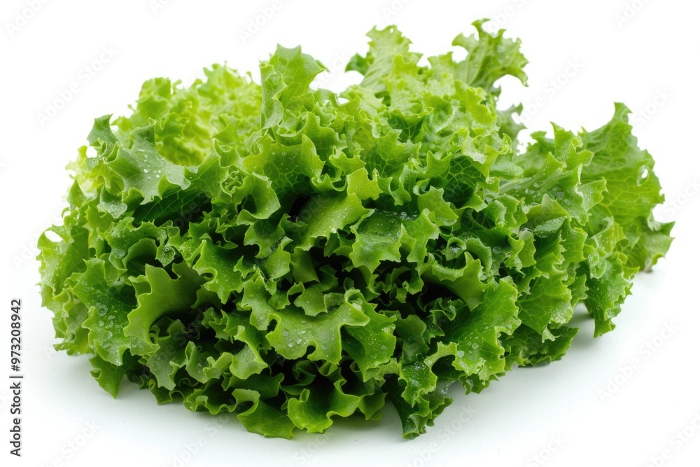 Poster a bunch of crisp lettuce sits on a clean white surface, ready for use