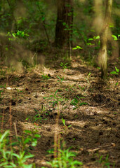 Zdjęcie zielono brązowego lasu z promieniami słonecznymi.