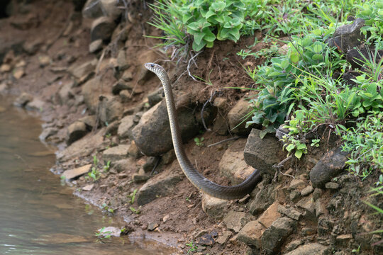 Ptyas mucosa, also known as Oriental rat snake, dhaman or Indian rat snake, a non-venomous colubrid snake found in parts of South and Southeast Asia. seen at Manori near Mumbai, Maharashtra, India