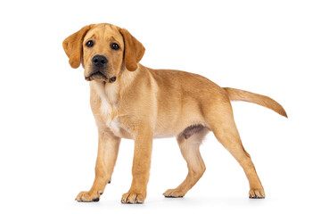 Handsome 3 months old Labrador dog puppy, standing side ways. Looking towards camera. Isolated on a white background.