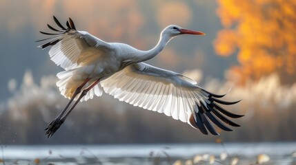 Fototapeta premium Graceful White Stork Soaring in Isolation on a White Background