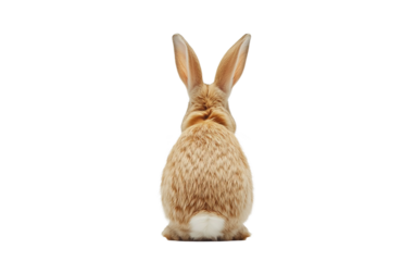 Brown bunny isolated on white or transparent background