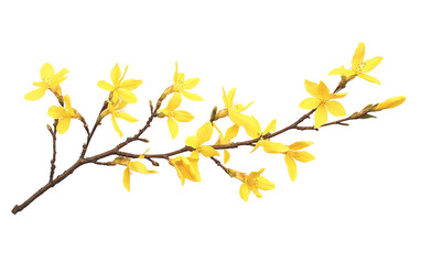 Branch of blooming forsythia flower isolated on white or transparent background
