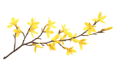 Branch of blooming forsythia flower isolated on white or transparent background