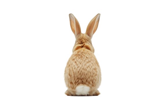 Brown bunny isolated on white or transparent background