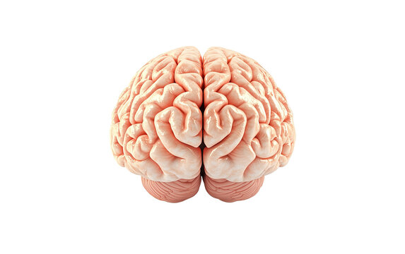 Brain 3d render isolated on white or transparent background