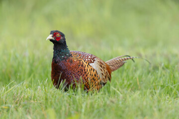 Common pheasant Phasianus colchicus in close view
