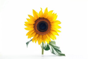 A single yellow sunflower with green leaves against a clean white background
