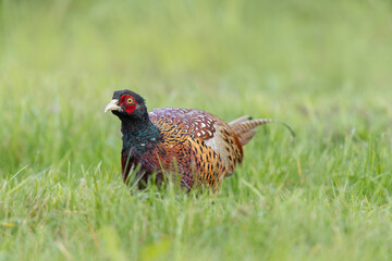 Common pheasant Phasianus colchicus in close view