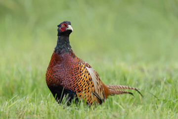 Common pheasant Phasianus colchicus in close view