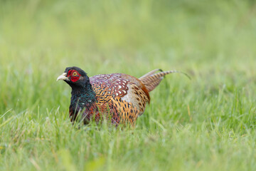 Common pheasant Phasianus colchicus in close view