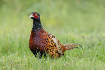 Common pheasant Phasianus colchicus in close view
