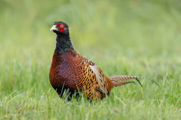 Common pheasant Phasianus colchicus in close view