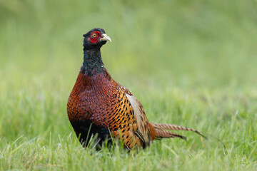 Common pheasant Phasianus colchicus in close view