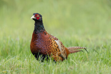 Common pheasant Phasianus colchicus in close view