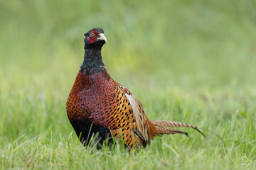 Common pheasant Phasianus colchicus in close view
