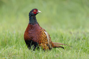 Common pheasant Phasianus colchicus in close view