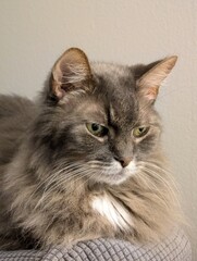 Fototapeta premium portrait of a cat