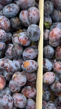 Freshly picked plums in wooden crates slide tracking shot in top view